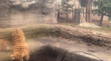 旭山動物園のトラの３兄弟と母