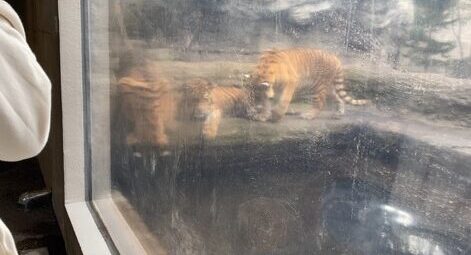 旭山動物園のトラの３兄弟