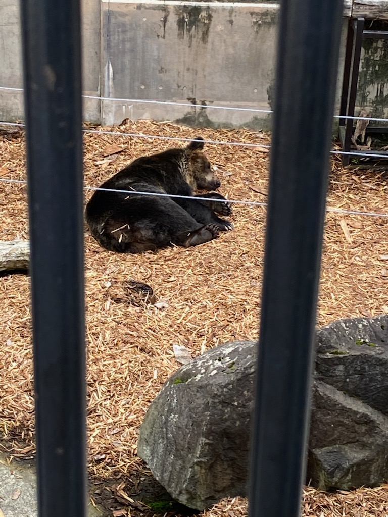 旭山動物園のエゾヒグマ